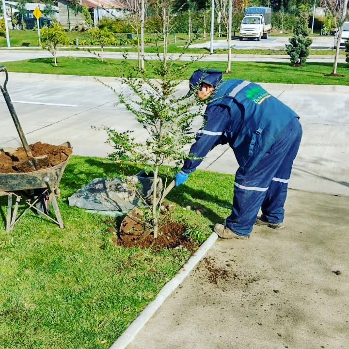 Jardinero plantando ejemplar arbóreo con carretilla de compost orgánico enriquecido