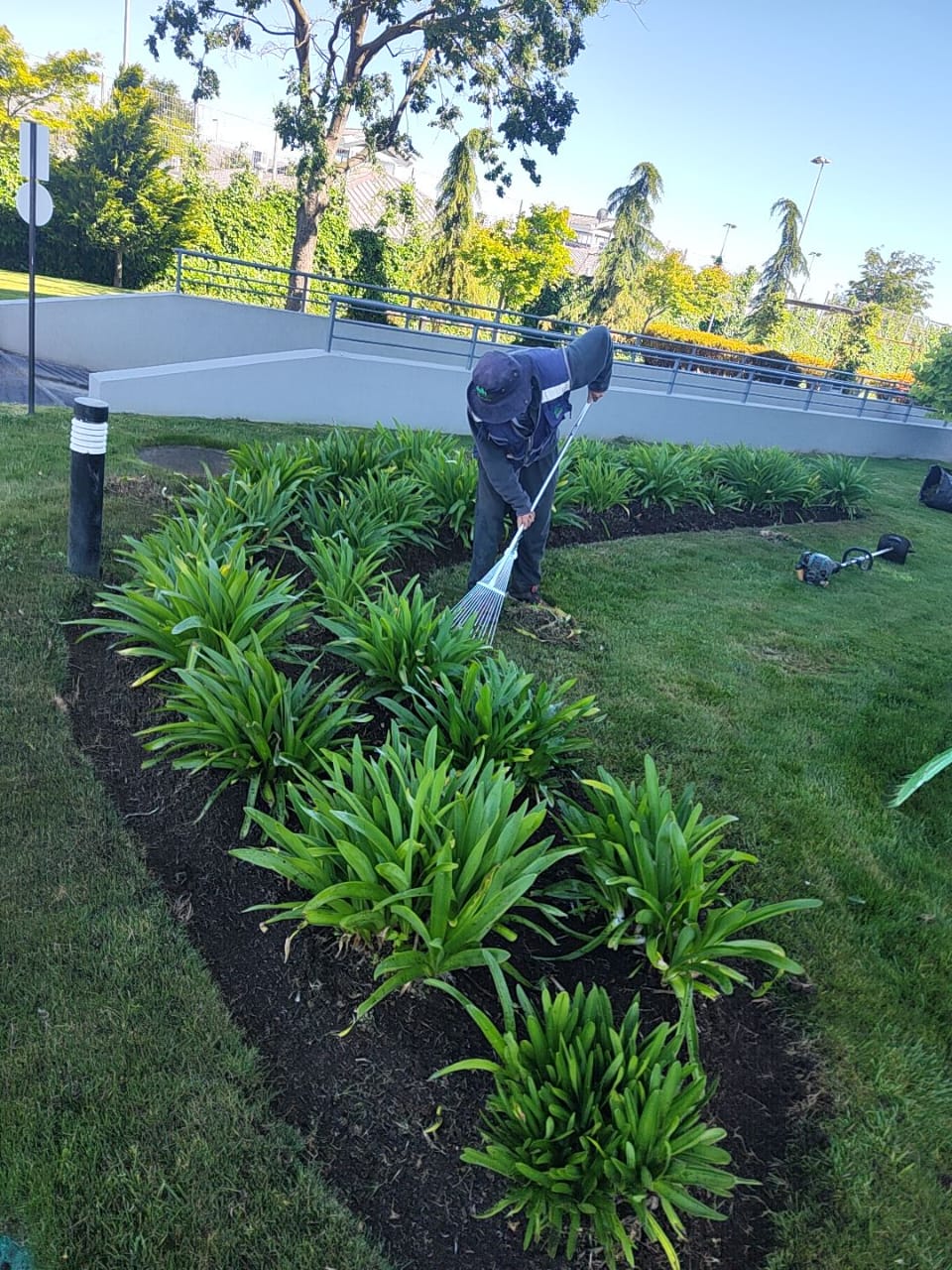 Jardinero rastrillando cantero curvo con agapantos saludables y césped impecable