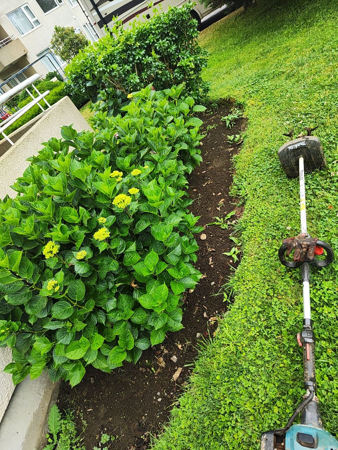 Orilladora Makita perfilando borde de césped junto a macizo de hortensias en flor