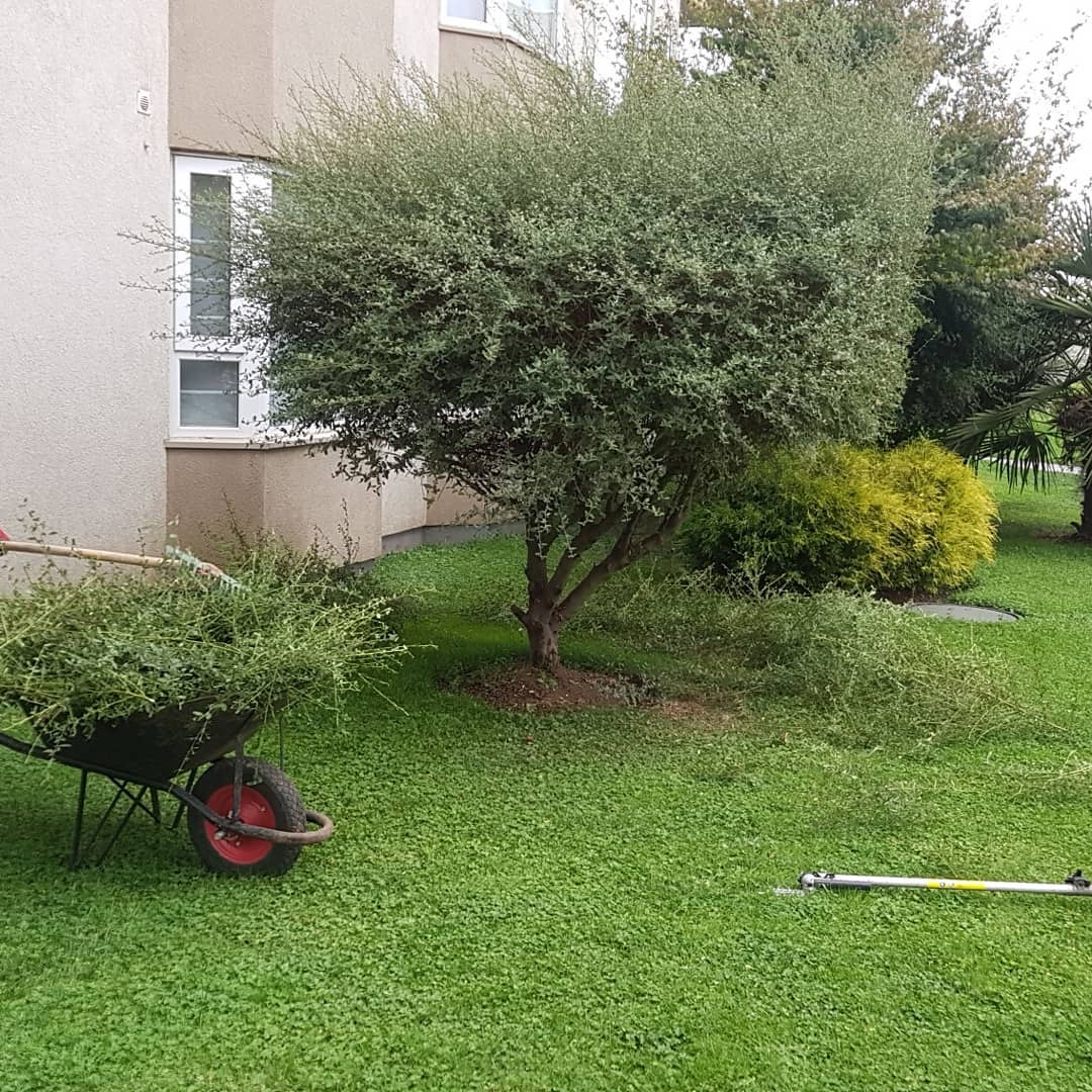 Limpieza y despeje de parcela en Temuco