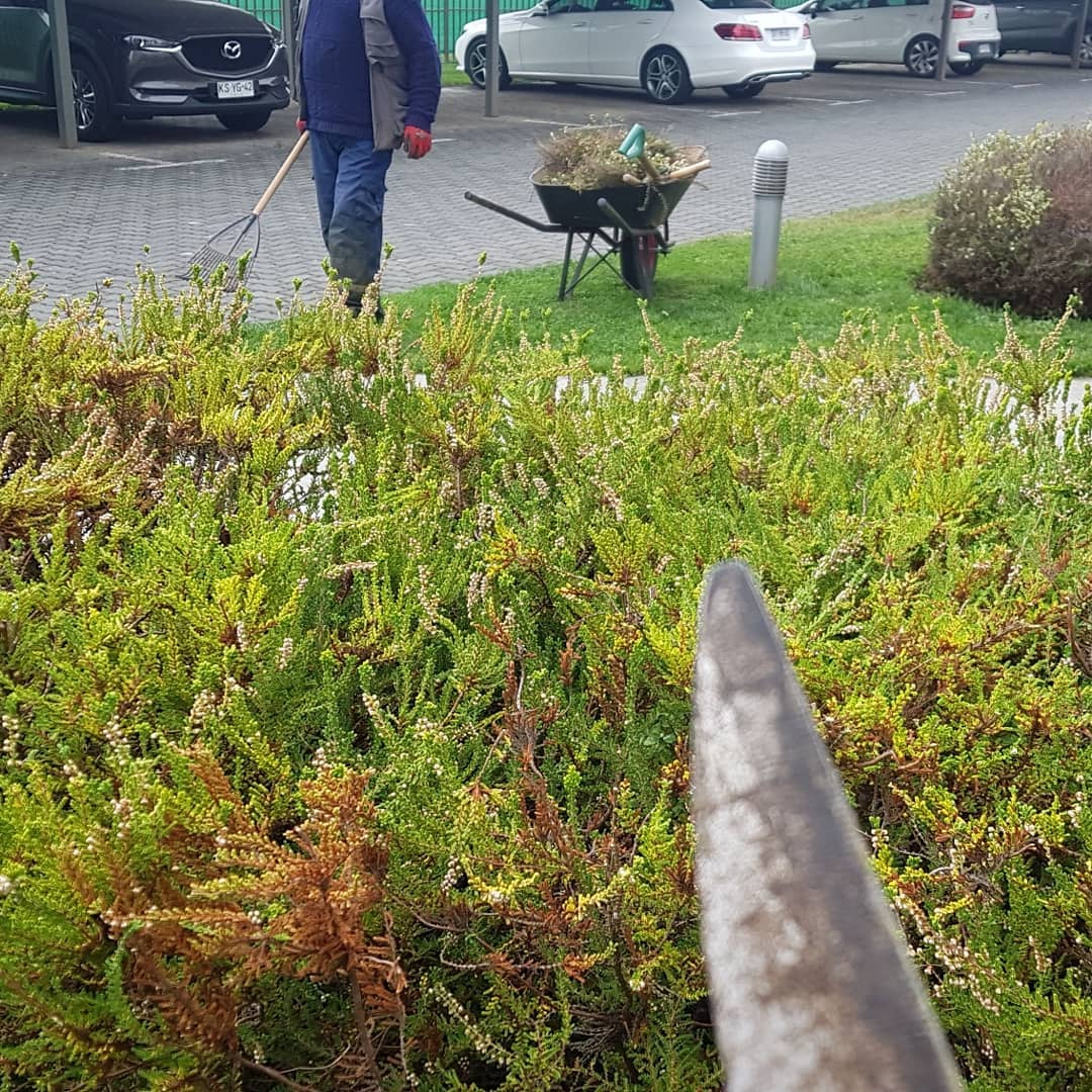 Control fitosanitario de plagas en jardín Temuco